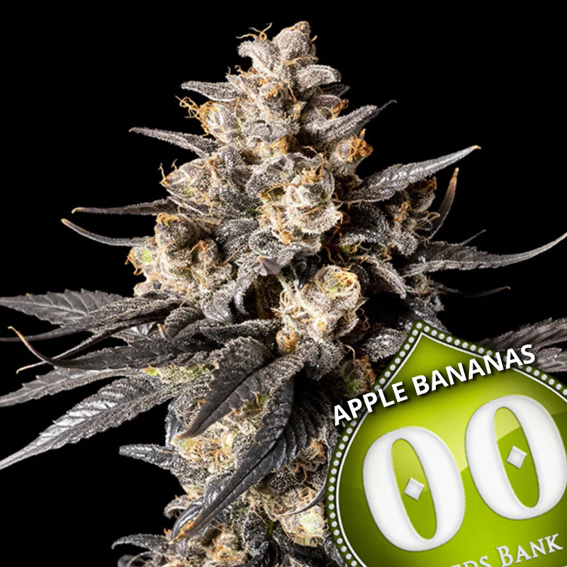 Apple Bananas Auto – 00 Seeds – Pack de 3