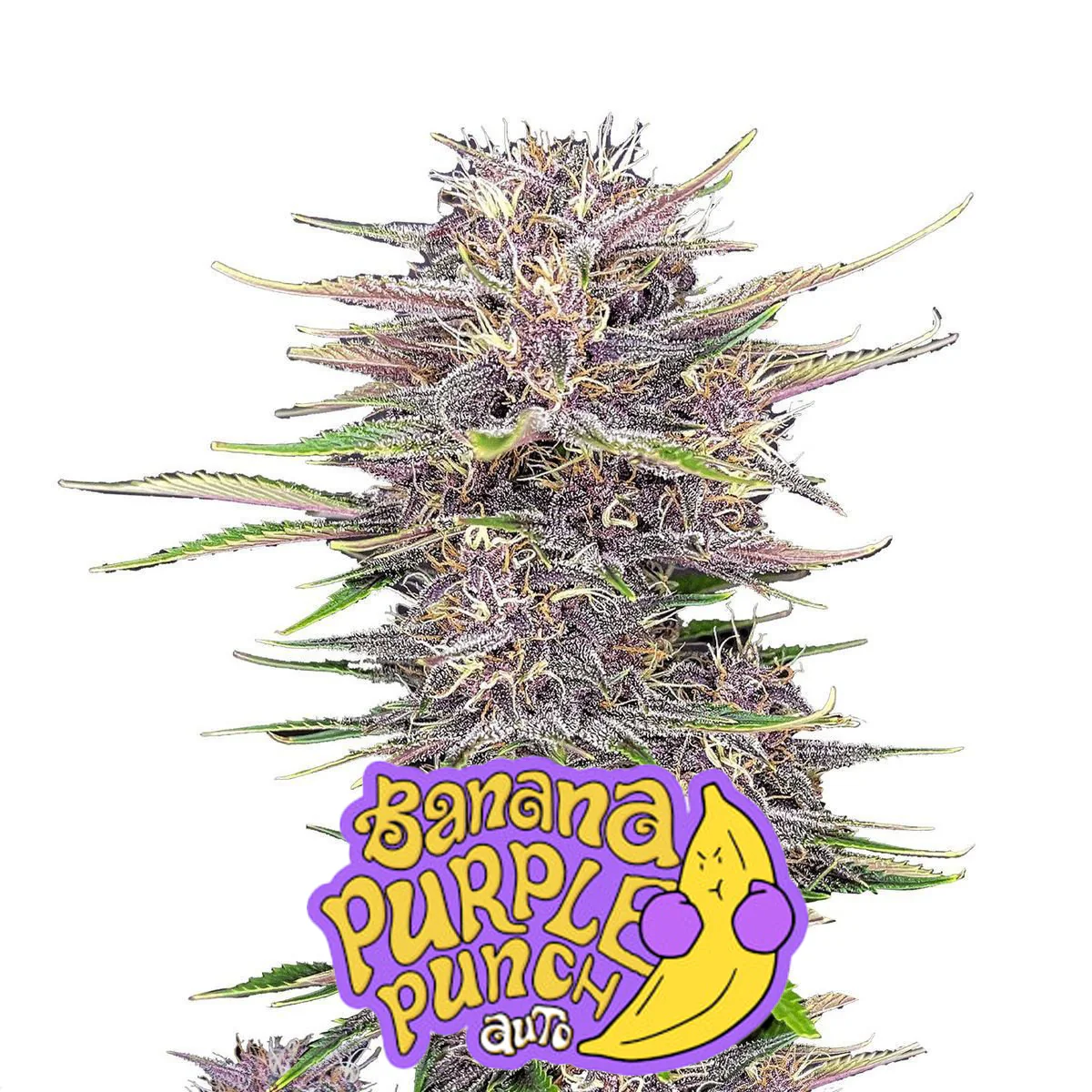 Banana Purple Punch Auto - FastBuds
