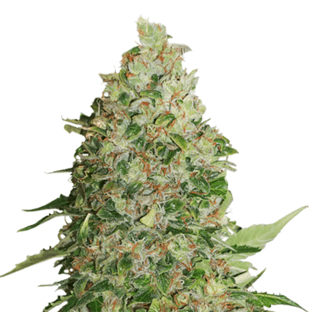 Graines Autofloraison BCN Critical XXL – Seed Stockers
