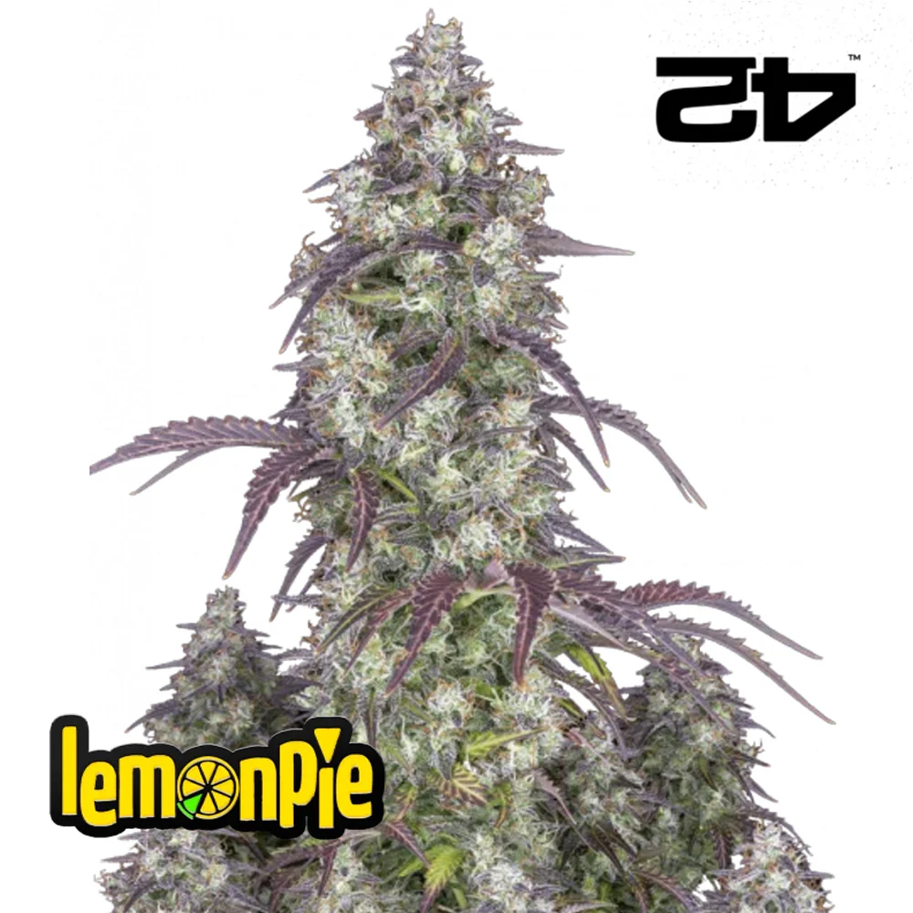 Lemon Pie Auto - FastBuds