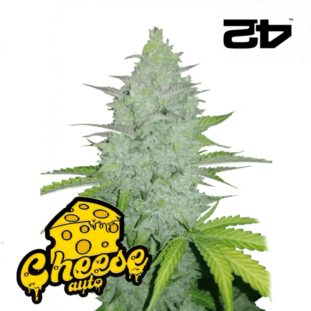Original Auto Cheese - FastBuds