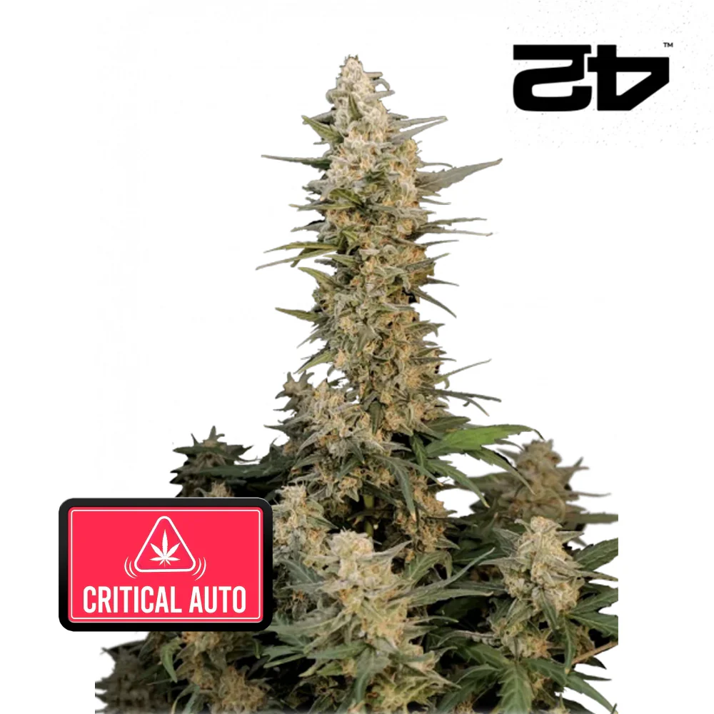 Original Auto Critical - FastBuds