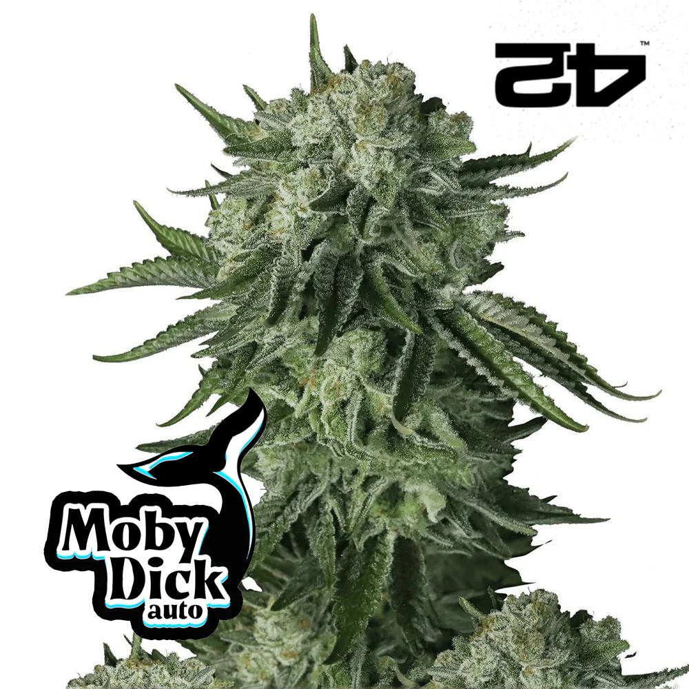 Original Auto Moby Dick - FastBuds