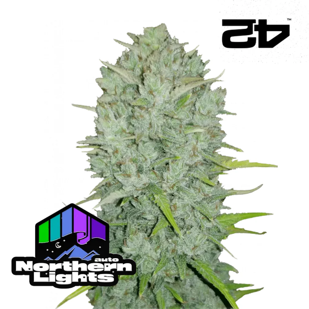 Original Auto Northern Lights - FastBuds