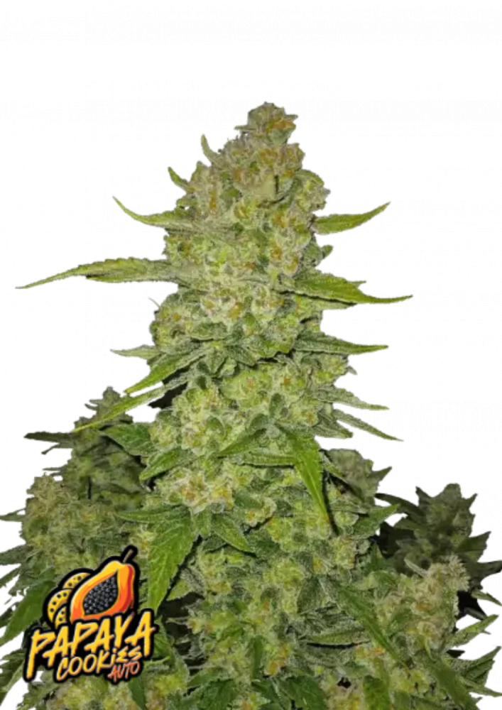 Papaya Cookies Auto – 420 Fast Buds x3