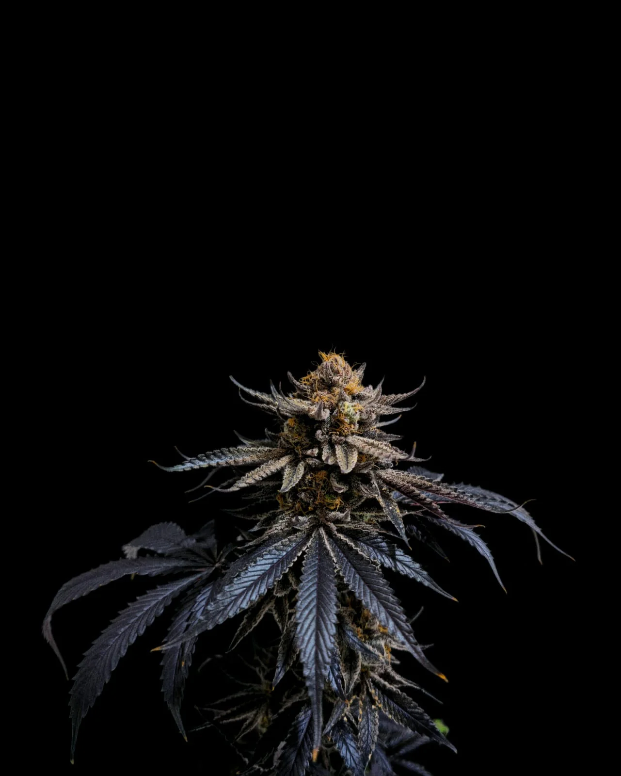 Pré-Roll CBD - Blue Lavande 💙 - Image 2