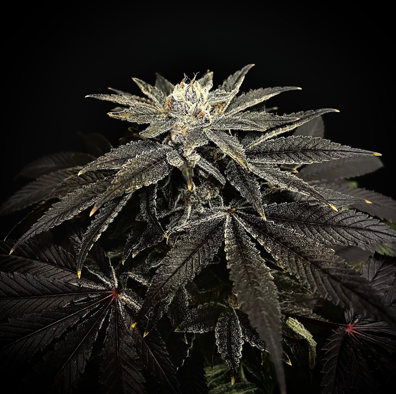 Pré-Roll CBD - Dark Saphir 💎 - Image 2