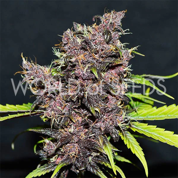 Purple Afghan Kush - World of Seeds x3 - Image 2