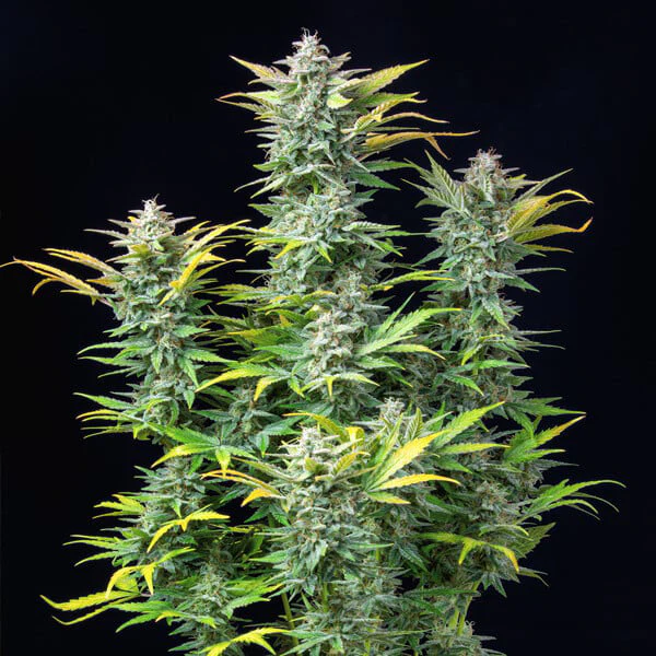Quick One - Royal Queen Seeds | Graines Autofloraison x3 - Image 2