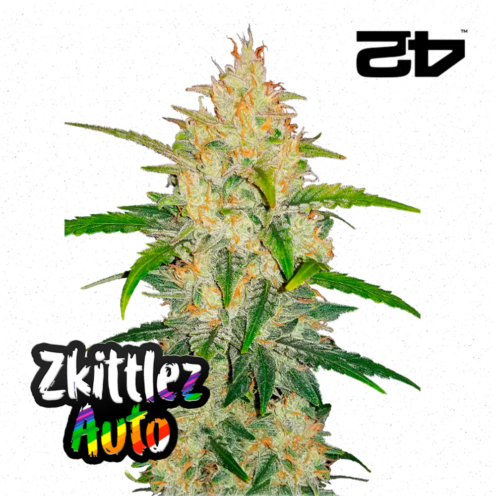 Z Auto (Zkittlez Auto) - FastBuds